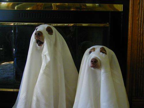 Dogs on ghostly gear
